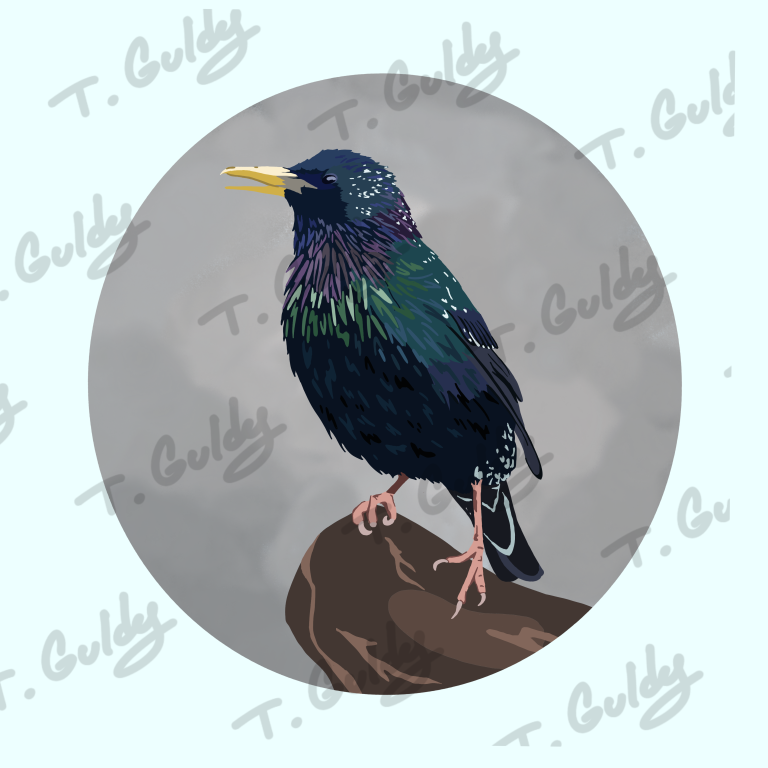 starling print