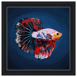Betta Two Framed Canvas 30x30 cm / 12x12″