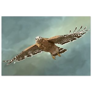 Red Shouldered Hawk 12x18″